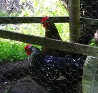 Norma's Place - Perths Hotel