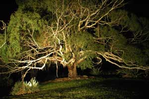 Adelaide Hills Country Cottages - The Nest - Perths Hotel 4