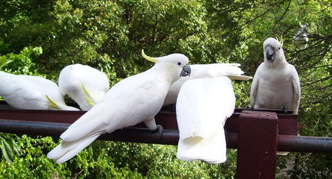 Lorikeet Lane B&B - Perths Hotel 0