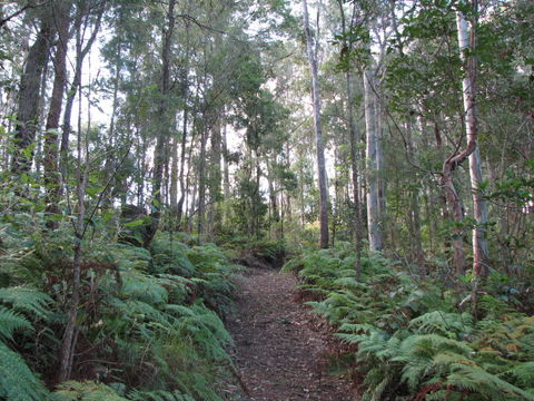 Maleny Country Cottages - Perths Hotel 1
