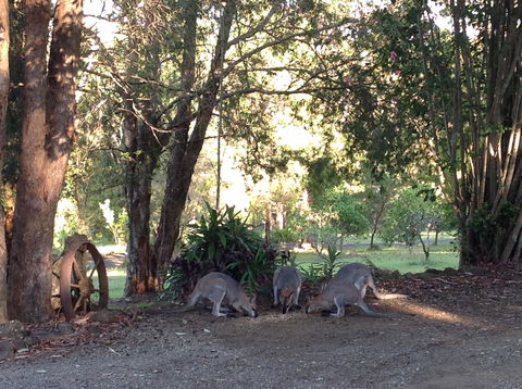 Maleny Country Cottages - Perths Hotel 5