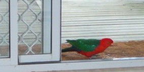 Azalea Cottage - Perths Hotel 5