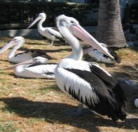 Christmas Cove Caravan Park - Perths Hotel