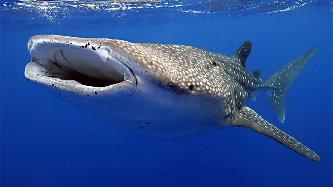 Exmouth Holiday Homes - thumb 0