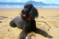 Dunk Island View Caravan Park - Perths Hotel 4