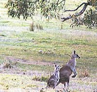 Kangaroo Ridge Retreat - Perths Hotel