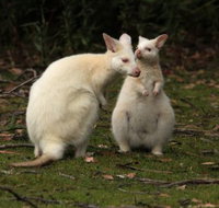 Captain Cook Holiday Park - Perths Hotel