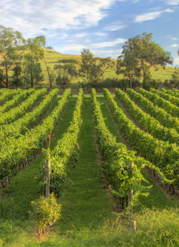 Balgownie Estate Vineyard & Spa - Perths Hotel 4