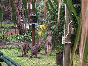 Jervis Bay Cabins - Perths Hotel 6