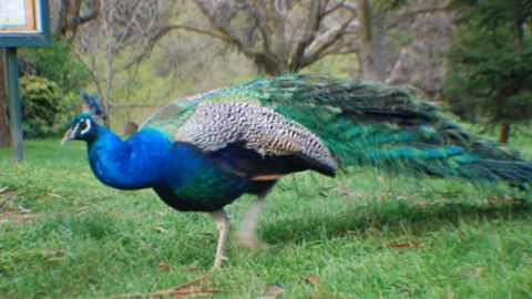 Jubilee Lake Holiday Park - Perths Hotel 6