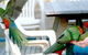 Lorne Bush House Cottages & Eco Retreats - thumb 3
