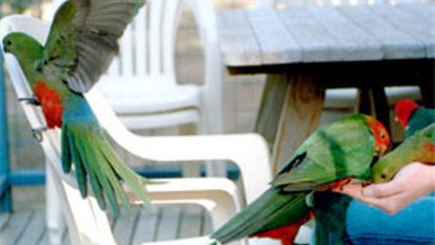 Lorne Bush House Cottages & Eco Retreats - Perths Hotel 3