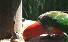 Jervis Bay Cabins And Hidden Creek Real Camping - Perths Hotel 3