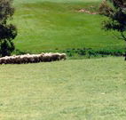Gooromon Park Cottages - Perths Hotel