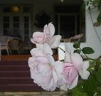 White House Heritage Guesthouse - Perths Hotel