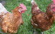 Imbil Bridge Farm - thumb 1