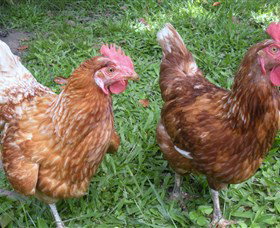 Imbil Bridge Farm - Perths Hotel 1