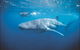 Mantarays Ningaloo Beach Resort - thumb 7