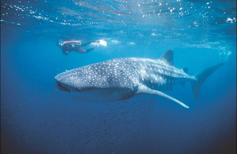 Mantarays Ningaloo Beach Resort - Perths Hotel 7