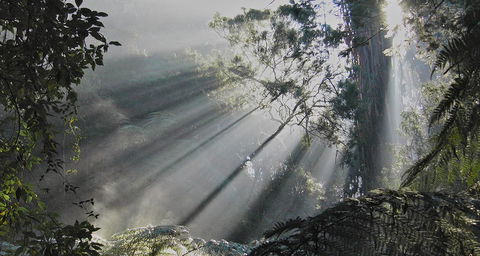 Eastern Dandenong Ranges Visitor Information Centre - Perths Hotel 5
