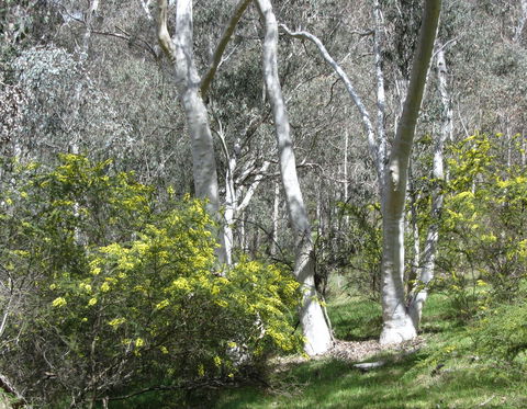 Highfield Farm And Woodland Bush Campsites - Perths Hotel 4