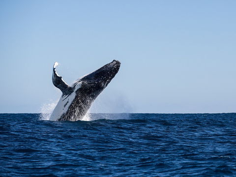 Sal Salis Ningaloo Reef - Perths Hotel 2