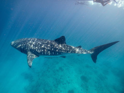 Sal Salis Ningaloo Reef - Perths Hotel 6
