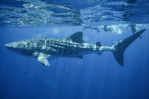 Sal Salis Ningaloo Reef - Perths Hotel 11