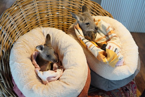 Tiandi Wildlife Sanctuary Farm Stay - Jambalaya Cottage - Perths Hotel 9