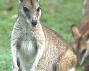 Koala Villas And Caravan Park - Perths Hotel 5