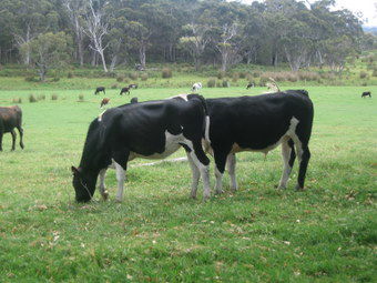 Meerup Springs Farmstay - Perths Hotel 1