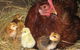 Meerup Springs Farmstay - thumb 4