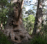 Valley of the Giants Cottage - Perths Hotel
