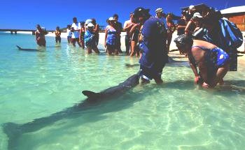 Shark Bay Caravan Park - Perths Hotel 1