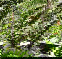 Daintree Ecolodge - Perths Hotel