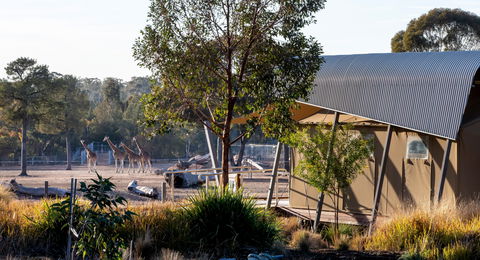 Zoofari Lodge, Taronga Western Plains Zoo Dubbo - Perths Hotel 2