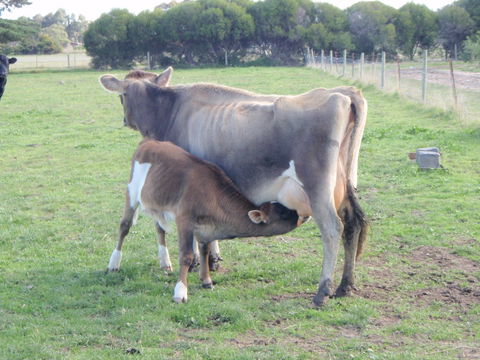 Animal Land Farm Stay - Perths Hotel 2