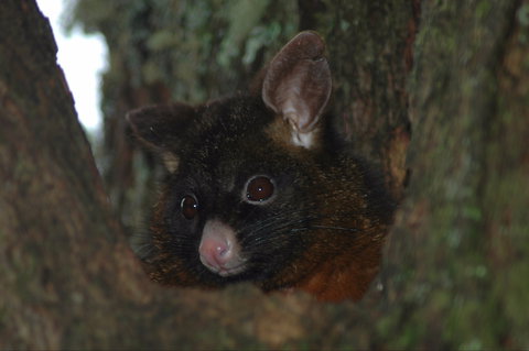 Newry Park Cottage - Perths Hotel 2