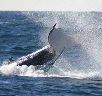 Whale Watching Sydney - Perths Hotel