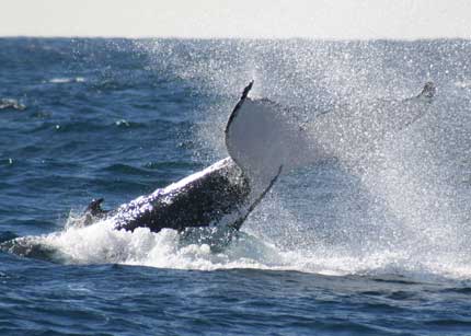 Whale Watching Sydney - Perths Hotel 0