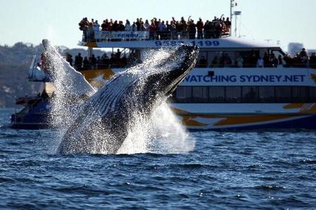 Whale Watching Sydney - Perths Hotel 1