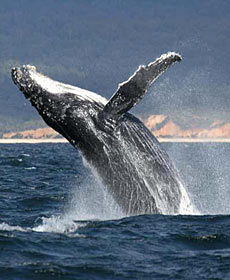 Whale Watching Sydney - Perths Hotel 2