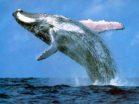 Whale Watching Sydney - Perths Hotel 3