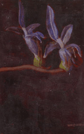 Red Hill Galleries - Perths Hotel 2
