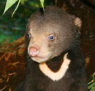 Perth Zoo - Perths Hotel