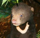 Perth Zoo - Perths Hotel 0