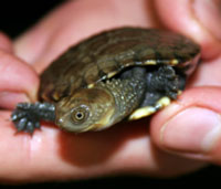 Perth Zoo - Perths Hotel 1