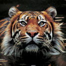 Perth Zoo - Perths Hotel 2