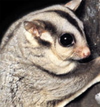 Perth Zoo - Perths Hotel 3