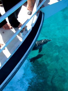 Pelican Charters - Perths Hotel 0